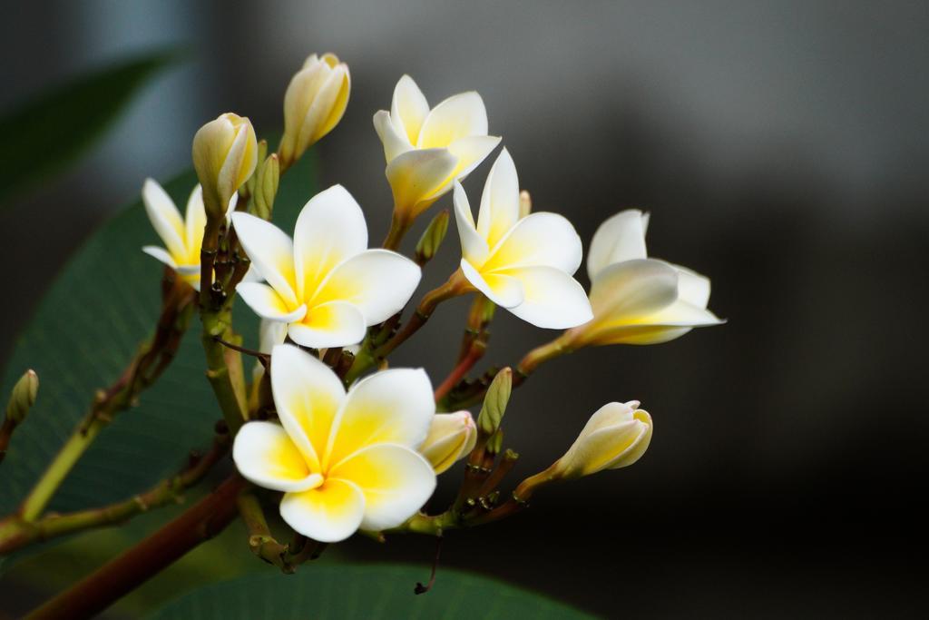 Thai Dee Garden Resort Haad Rin Dış mekan fotoğraf